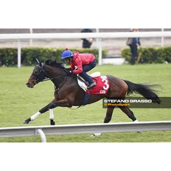 Longines Hong Kong International Races - morning track works Staphanos Sha Tin racecourse,9th dec.2015 ph.Stefano Grasso/Longines