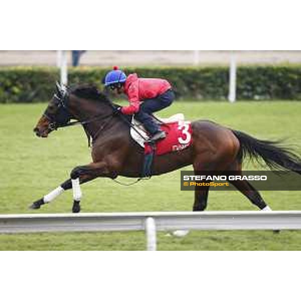 Longines Hong Kong International Races - morning track works Staphanos Sha Tin racecourse,9th dec.2015 ph.Stefano Grasso/Longines