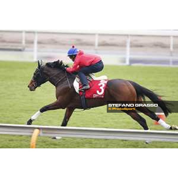 Longines Hong Kong International Races - morning track works Staphanos Sha Tin racecourse,9th dec.2015 ph.Stefano Grasso/Longines