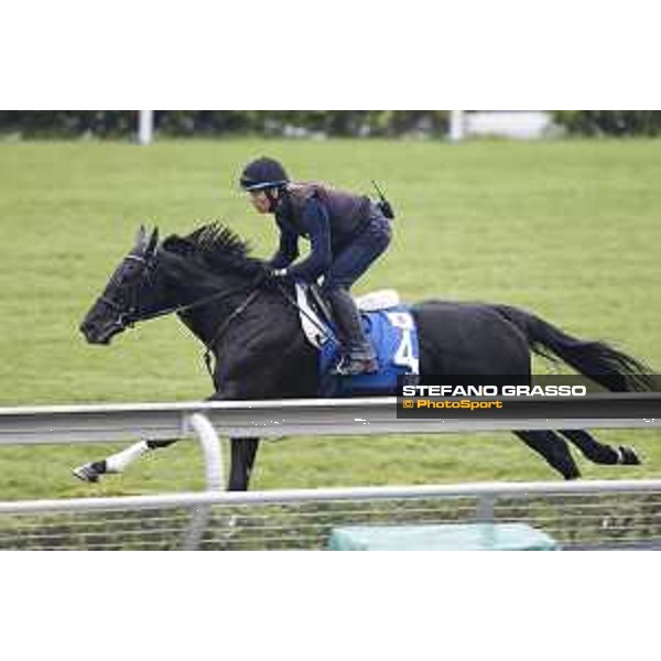 Longines Hong Kong International Races - morning track works Fiero Sha Tin racecourse,9th dec.2015 ph.Stefano Grasso/Longines