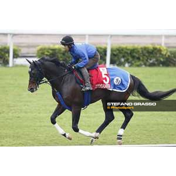 Longines Hong Kong International Races - morning track works Satono Aladdin Sha Tin racecourse,9th dec.2015 ph.Stefano Grasso/Longines