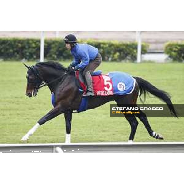 Longines Hong Kong International Races - morning track works Satono Aladdin Sha Tin racecourse,9th dec.2015 ph.Stefano Grasso/Longines