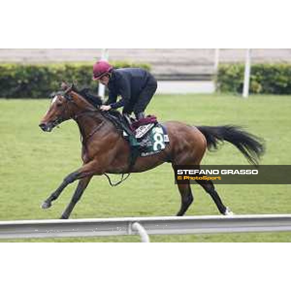 Longines Hong Kong International Races - morning track works Highland Reel Sha Tin racecourse,9th dec.2015 ph.Stefano Grasso/Longines