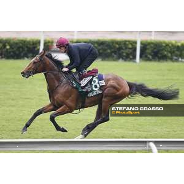 Longines Hong Kong International Races - morning track works Highland Reel Sha Tin racecourse,9th dec.2015 ph.Stefano Grasso/Longines