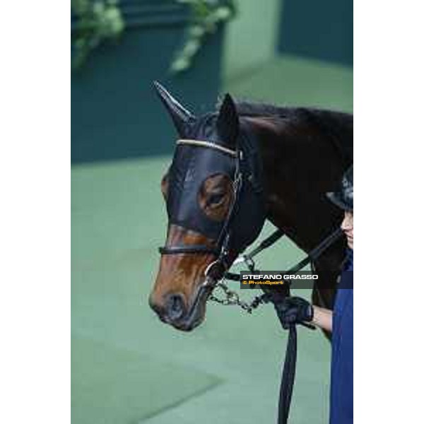 Longines Hong Kong International Races - morning track works Staphanos Sha Tin racecourse,9th dec.2015 ph.Stefano Grasso/Longines