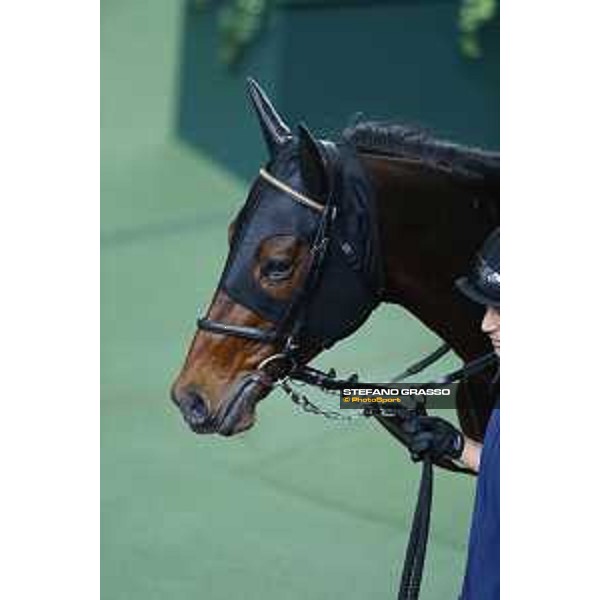 Longines Hong Kong International Races - morning track works Staphanos Sha Tin racecourse,9th dec.2015 ph.Stefano Grasso/Longines