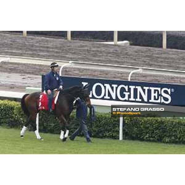 Longines Hong Kong International Races - morning track works Staphanos Sha Tin racecourse,9th dec.2015 ph.Stefano Grasso/Longines