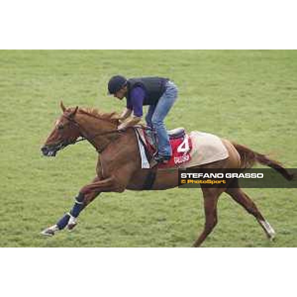 Longines Hong Kong International Races - morning track works Gailo Chop Sha Tin racecourse,9th dec.2015 ph.Stefano Grasso/Longines
