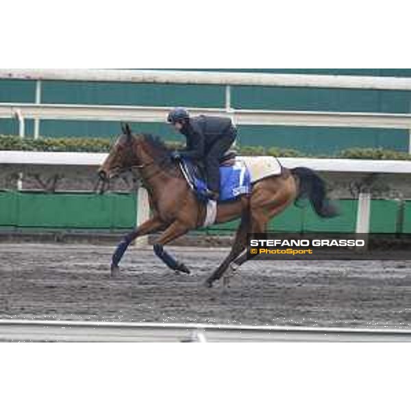 Longines Hong Kong International Races - morning track works Esoterique Sha Tin racecourse,9th dec.2015 ph.Stefano Grasso/Longines