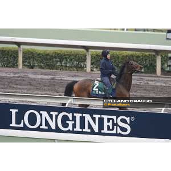 Longines Hong Kong International Races - morning track works Cirrus des Aigles Sha Tin racecourse,9th dec.2015 ph.Stefano Grasso/Longines