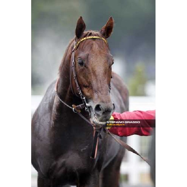 close up for St Paul House winner of Premio Umbria Rome, 6th november 2005 ph. Stefano Grasso