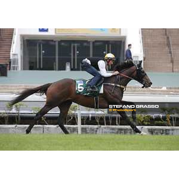 Longines Hong Kong International Races - morning track works at Sha Tin racecourse Preferment Sha Tin racecourse,10th dec. 2015 ph.Stefano Grasso/Longines