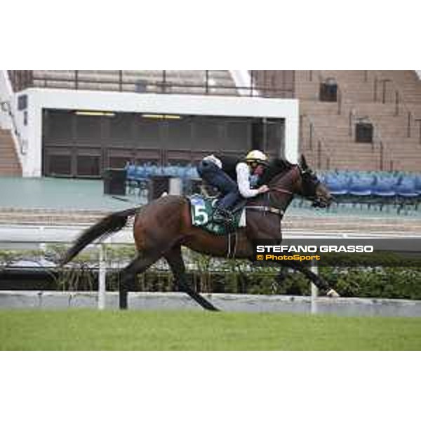 Longines Hong Kong International Races - morning track works at Sha Tin racecourse Preferment Sha Tin racecourse,10th dec. 2015 ph.Stefano Grasso/Longines
