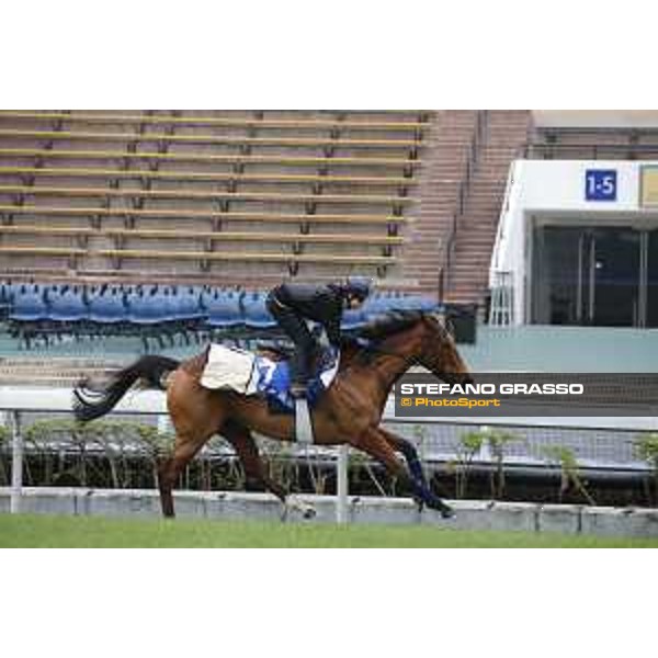 Longines Hong Kong International Races - morning track works at Sha Tin racecourse Esoterique Sha Tin racecourse,10th dec. 2015 ph.Stefano Grasso/Longines