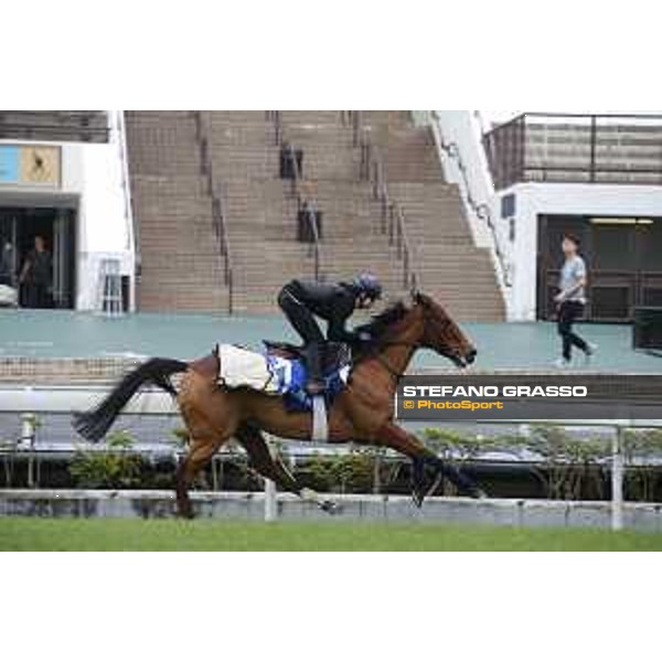 Longines Hong Kong International Races - morning track works at Sha Tin racecourse Esoterique Sha Tin racecourse,10th dec. 2015 ph.Stefano Grasso/Longines