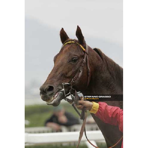 close up for St Paul House winner of Premio Umbria Rome, 6th november 2005 ph. Stefano Grasso