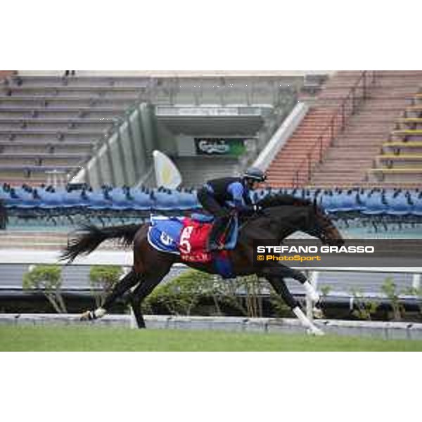 Longines Hong Kong International Races - morning track works at Sha Tin racecourse Satono Aladdin Sha Tin racecourse,10th dec. 2015 ph.Stefano Grasso/Longines