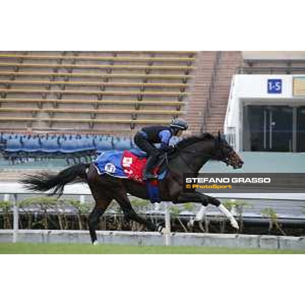 Longines Hong Kong International Races - morning track works at Sha Tin racecourse Satono Aladdin Sha Tin racecourse,10th dec. 2015 ph.Stefano Grasso/Longines