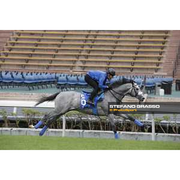 Longines Hong Kong International Races - morning track works at Sha Tin racecourse Danon Platina Sha Tin racecourse,10th dec. 2015 ph.Stefano Grasso/Longines