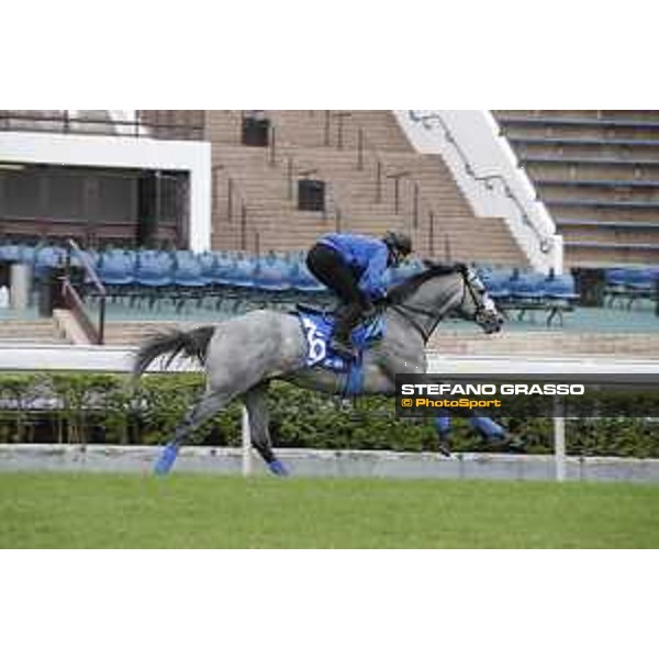 Longines Hong Kong International Races - morning track works at Sha Tin racecourse Danon Platina Sha Tin racecourse,10th dec. 2015 ph.Stefano Grasso/Longines
