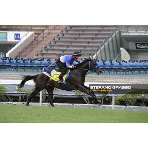 Longines Hong Kong International Races - morning track works at Sha Tin racecourse Sakura Gospel Sha Tin racecourse,10th dec. 2015 ph.Stefano Grasso/Longines