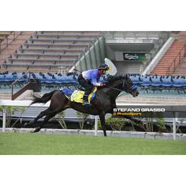 Longines Hong Kong International Races - morning track works at Sha Tin racecourse Sakura Gospel Sha Tin racecourse,10th dec. 2015 ph.Stefano Grasso/Longines