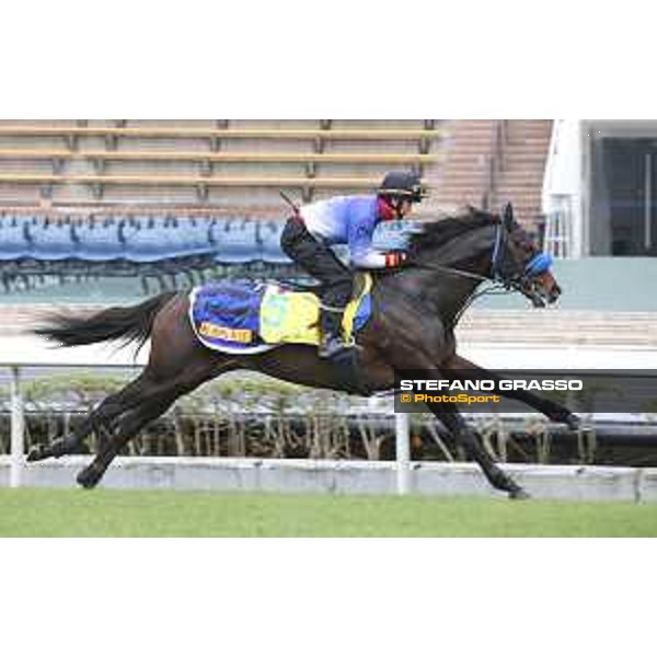 Longines Hong Kong International Races - morning track works at Sha Tin racecourse Sakura Gospel Sha Tin racecourse,10th dec. 2015 ph.Stefano Grasso/Longines