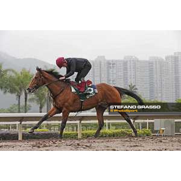 Longines Hong Kong International Races - morning track works at Sha Tin racecourse Highland Reel Sha Tin racecourse,10th dec. 2015 ph.Stefano Grasso/Longines