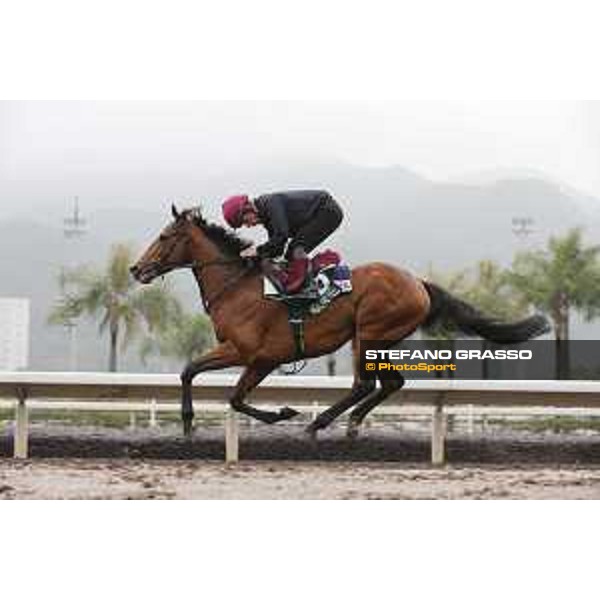 Longines Hong Kong International Races - morning track works at Sha Tin racecourse Highland Reel Sha Tin racecourse,10th dec. 2015 ph.Stefano Grasso/Longines