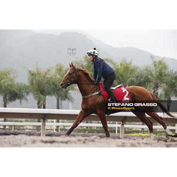 Longines Hong Kong International Races - morning track works at Sha Tin racecourse Criterion Sha Tin racecourse,10th dec. 2015 ph.Stefano Grasso/Longines