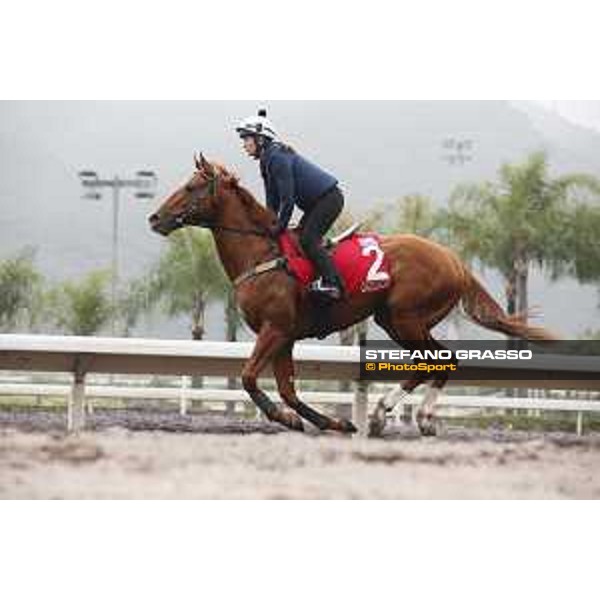 Longines Hong Kong International Races - morning track works at Sha Tin racecourse Criterion Sha Tin racecourse,10th dec. 2015 ph.Stefano Grasso/Longines