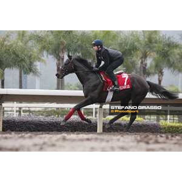 Longines Hong Kong International Races - morning track works at Sha Tin racecourse Free Port Lux Sha Tin racecourse,10th dec. 2015 ph.Stefano Grasso/Longines