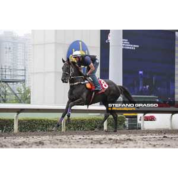 Longines Hong Kong International Races - morning track works at Sha Tin racecourse Lucia Valentina Sha Tin racecourse,10th dec. 2015 ph.Stefano Grasso/Longines