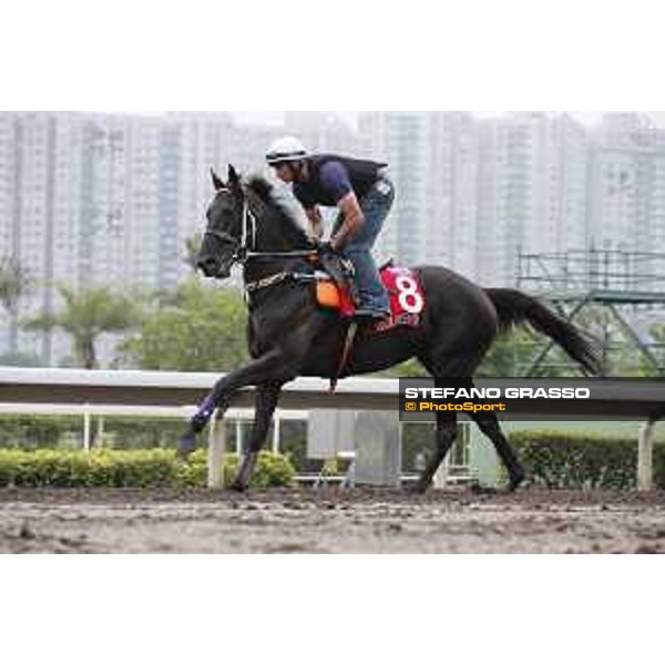 Longines Hong Kong International Races - morning track works at Sha Tin racecourse Lucia Valentina Sha Tin racecourse,10th dec. 2015 ph.Stefano Grasso/Longines