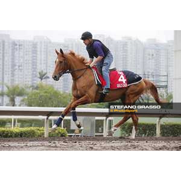 Longines Hong Kong International Races - morning track works at Sha Tin racecourse Gailo Chop Sha Tin racecourse,10th dec. 2015 ph.Stefano Grasso/Longines