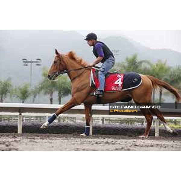 Longines Hong Kong International Races - morning track works at Sha Tin racecourse Gailo Chop Sha Tin racecourse,10th dec. 2015 ph.Stefano Grasso/Longines