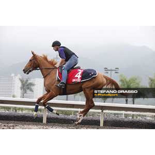 Longines Hong Kong International Races - morning track works at Sha Tin racecourse Gailo Chop Sha Tin racecourse,10th dec. 2015 ph.Stefano Grasso/Longines