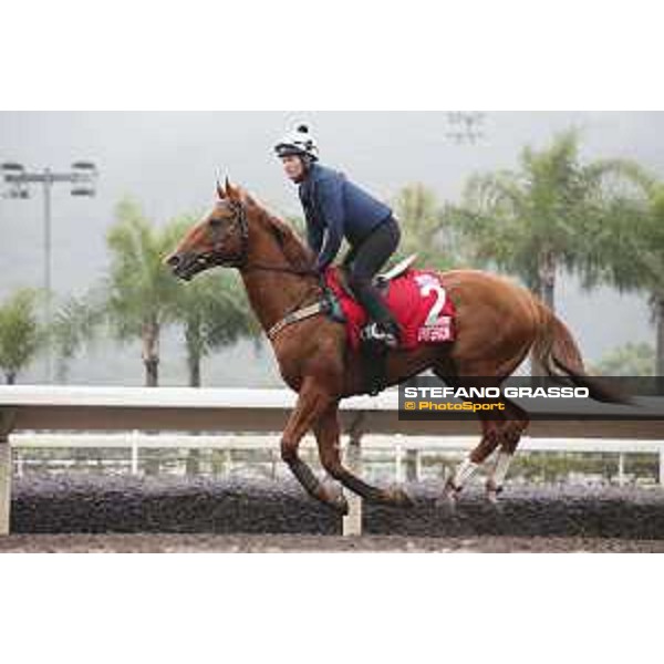 Longines Hong Kong International Races - morning track works at Sha Tin racecourse Criterion Sha Tin racecourse,10th dec. 2015 ph.Stefano Grasso/Longines