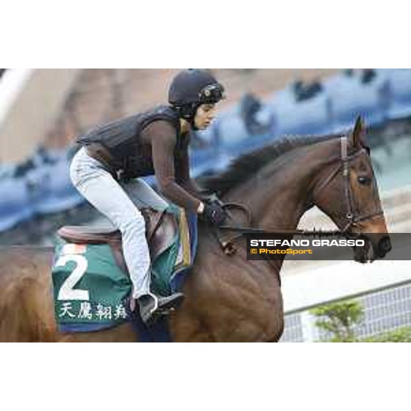 Longines Hong Kong International Races - morning track works at Sha Tin racecourse Cirrus des Aigles Sha Tin racecourse,10th dec. 2015 ph.Stefano Grasso/Longines