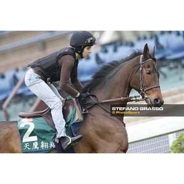 Longines Hong Kong International Races - morning track works at Sha Tin racecourse Cirrus des Aigles Sha Tin racecourse,10th dec. 2015 ph.Stefano Grasso/Longines