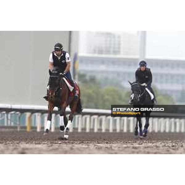 Longines Hong Kong International Races - morning track works at Sha Tin racecourse Staphanos and Fiero Sha Tin racecourse,10th dec. 2015 ph.Stefano Grasso/Longines