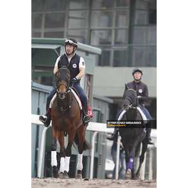 Longines Hong Kong International Races - morning track works at Sha Tin racecourse Staphanos and Fiero Sha Tin racecourse,10th dec. 2015 ph.Stefano Grasso/Longines