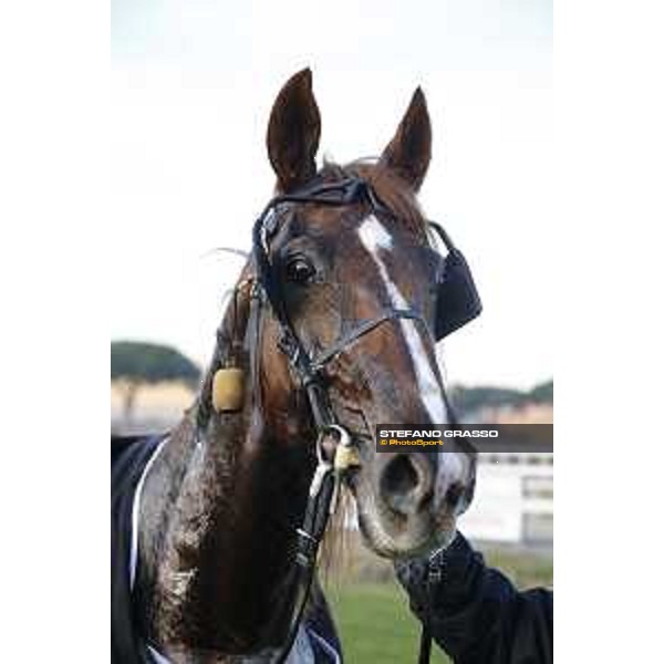 Oropuro Bar winner of Gran Premio Gala Internazionale del Trotto Roma, Capannelle racecourse,26/12/2015 ph.Stefano Grasso/HippoGroup Roma Capannelle