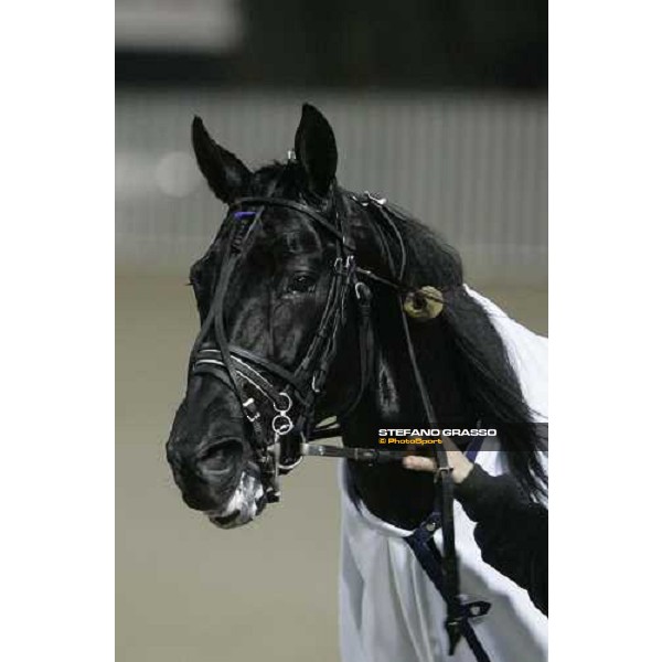 close up for Let\'s Go, winner of Gran Premio delle Nazioni \'memorial Vittorio di Capua\' Milan, 13rd nov. 2005 ph. Stefano Grasso