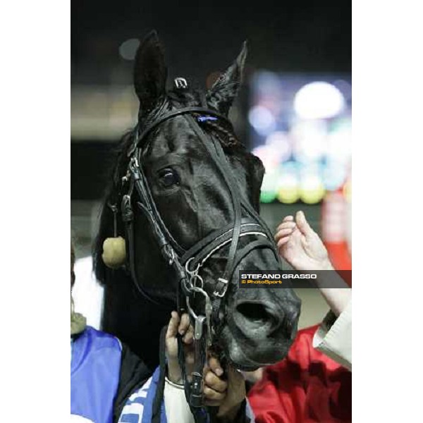 close up for Let\'s Go winner of Gran Premio delle Nazioni \'memorial Vittorio di Capua\' Milan, 13rd nov. 2005 ph. Stefano Grasso