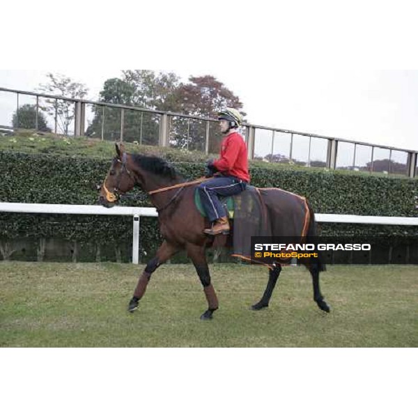 Warrsan prepares for morning track works at Fuchu racetrack. Tokyo, 23rd november 2005 ph. Stefano Grasso