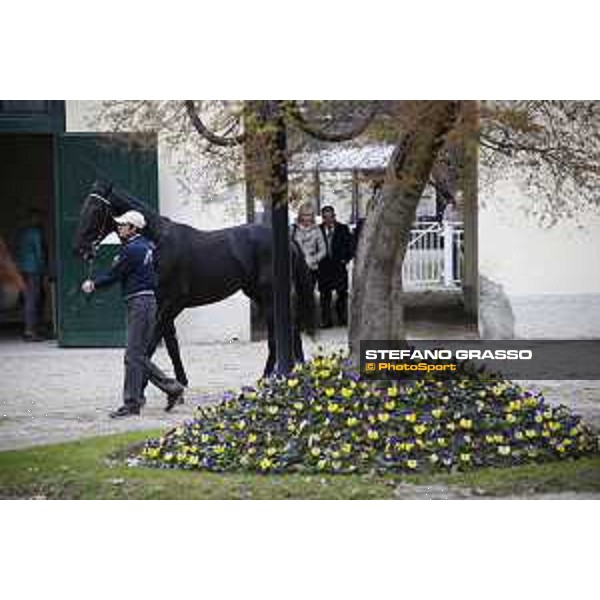 Premio Apertura Milan,San Siro galopp racecourse 13rd march 2016 ph.@ Stefano Grasso