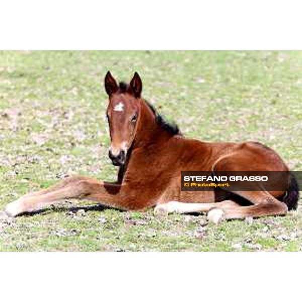 Ale d\'Effe - Goetmals Wood and Idea Bessi (Varenne) at Gardesana Stud Farm San\'Angelo di Piove di Sacco (PD),16th march 2016 ph.@ Stefano Grasso