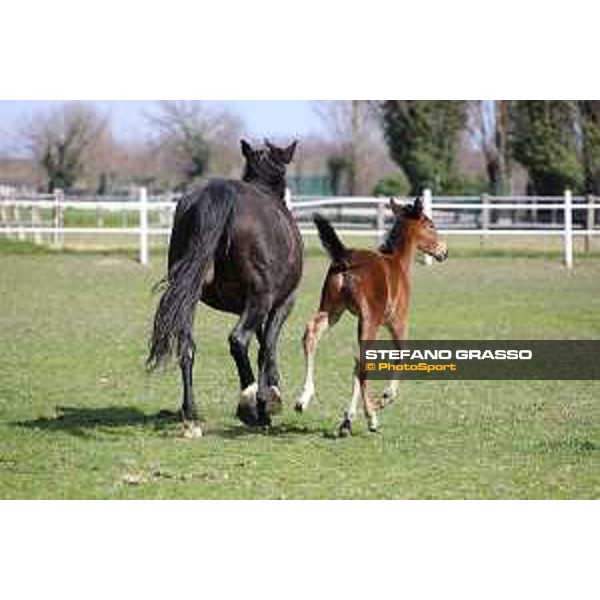 Foal and mare at Gardesana Stud Farm San\'Angelo di Piove di Sacco (PD),16th march 2016 ph.@ Stefano Grasso
