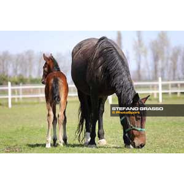 Foal and mare at Gardesana Stud Farm San\'Angelo di Piove di Sacco (PD),16th march 2016 ph.@ Stefano Grasso